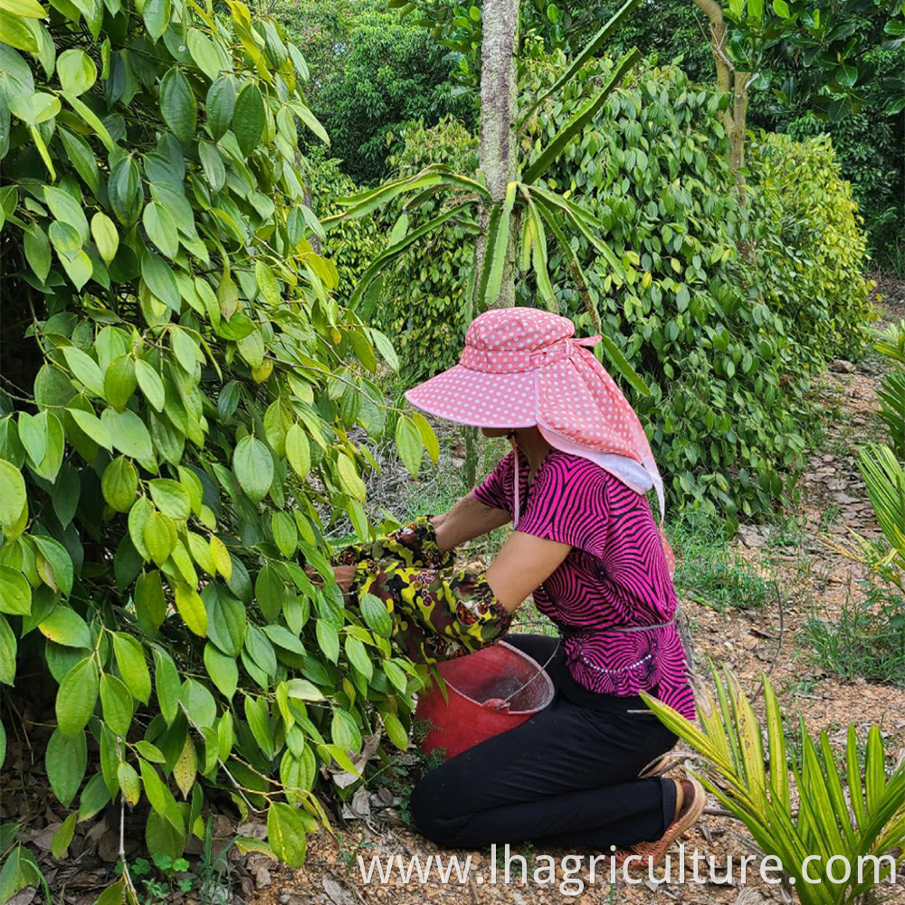 Picking White Pepper